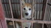 「【西条市周布344番地付近】迷い犬を保護しています！（※西部支所・西条西警察署近辺）」