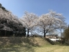 「豊明・東郷・日進・長久手の桜の名所といえば・・・」