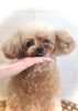 むぎちゃん／プードル「わんこフェイス　（╹◡╹）」