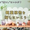【お花屋さん特集】東近江で観葉植物を買えるお店をまとめてみました！
