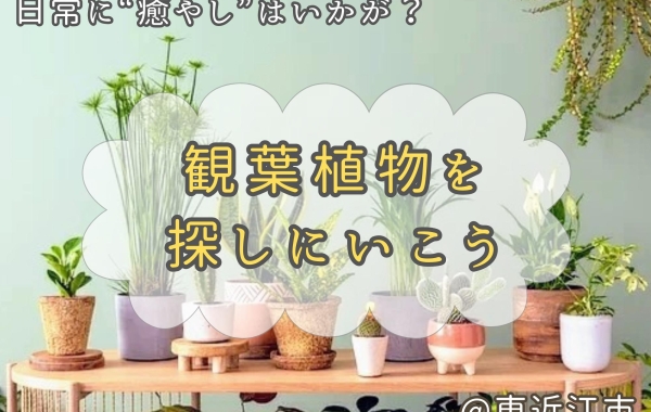 【お花屋さん特集】東近江で観葉植物を買えるお店をまとめてみました！