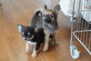 チワワ「チワワ&トイプードルの子犬」