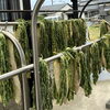 「発酵生活　～干し野菜～　干し野菜をつくろう！」