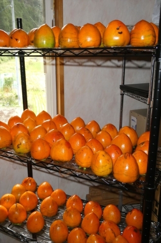 熟柿にするため洗浄して棚に並べました。「近所の柿を採らせていただきました。」