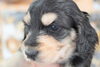 「ミニチュアダックス子犬情報」
