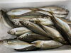 「本日鮮魚入荷致しました。[岩牡蠣は７月から販売致します。]」