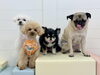 再びペチくん☆まるくん☆いずるくん☆ムッ太くん「ましゅまろ幼稚園🐾パートⅠ」