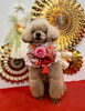 アンちゃん「Happy New Year」