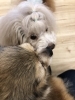 ドアップ(笑)リズくんとりんちゃん「ましゅまろ幼稚園　^ - ^」