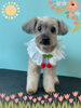 「Dog salon mofu mofu 余市町」