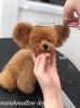 ネムネム　（´-`）.｡oO「冬のオプションキャンペーン　(⌒▽⌒)」