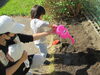 球根植えが終わったので、お水をあげましましょう♪「今日は、スペシャル企画「チューリップの球根を植えよう！」がありました」