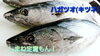 「○本日のお刺身【定置もん】【島根県産天然タイ、ハガツオ、】」