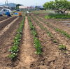 「酵素で野菜作り、美味しさが違います♪【福島市鎌田にある酵素浴･痩身エステ】」