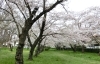 成田市の桜の名所 お花見スポット情報 成田の四季特集 まいぷれ 成田 印西 成田市の桜の名所 お花見スポット情報 成田の四季特集 まいぷれ 成田 印西