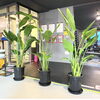 オーガスタ入荷「植木の力」