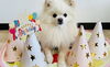 「5月14日は看板犬ミルキーの２才のお誕生日♪」
