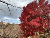 「常陸風土記の丘　紅葉見頃🍁」