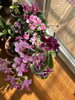 小さな欄やシクラメンの花「室内植物の花たち」