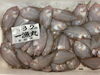 コシワ(ふなべた)「鮮魚入荷中でーす☆」