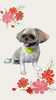 「Dog salon mofu mofu　余市町」