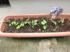 「朝顔の苗植えました。」