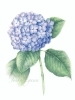 初心者】【見学】ボタニカルアート（植物画）レッスン【夜間