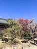 結城神社「結城神社⛩」