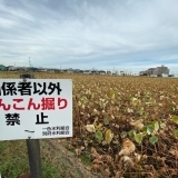 ふらっと歩いていると、蓮れんこんが大量に群生している「三ツ池」を発見しました～！！