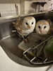 残りのヒナ、夜になるとイタズラがはじまります「アナホリフクロウが来ました！」