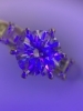 蛍光性も感じられません「【婚約指輪を買取💍】王子公園駅・摩耶駅周辺で宝石を売るなら買取大吉 水道筋商店街店へ」