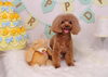 smile「Anniversaryphoto」