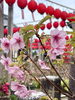 河津桜の花「本日の境内の様子です」