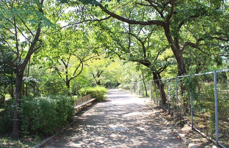寺尾中央公園 新潟市の公園特集 まいぷれ 新潟市 寺尾中央公園 新潟市の公園特集 まいぷれ 新潟市