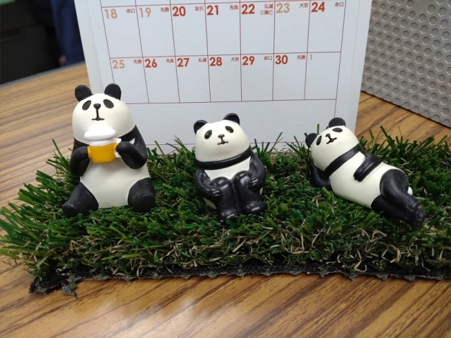 私の机の上の大好きなパンダと芝生がこちら「癒しの芝生をご紹介♪」