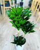 「観葉植物入荷しました」