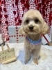 ミックス　カット「🐶トイプードル、ミックス、フレブルのトリミングのお友達❤️」
