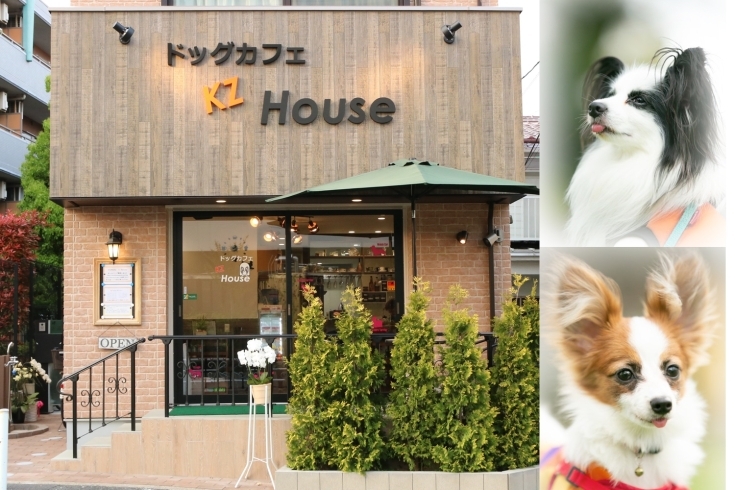 「ドッグカフェ KZ House（ケージーハウス）」犬と一緒の時間と空間にとことん気を配ったドッグカフェ