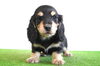 「ミニチュアダックス子犬情報」