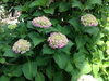 「紫陽花の花が咲いています。」
