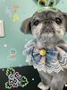 「可愛い子ちゃん♡ Dog salon mofu mofu 余市町」