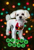 「Dog salon mofu mofu　余市町」
