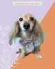 「Dog salon mofu mofu　余市町」