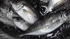 「鰯や鯵といった大衆魚があま～い脂を蓄えてるよ！」