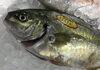 「魚魚市場鮮魚コーナーおすすめは「そでイカ」です♪」