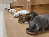Cat Cafe MOFF コクーンシティさいたま新都心店 ネコカフェ　猫カフェ