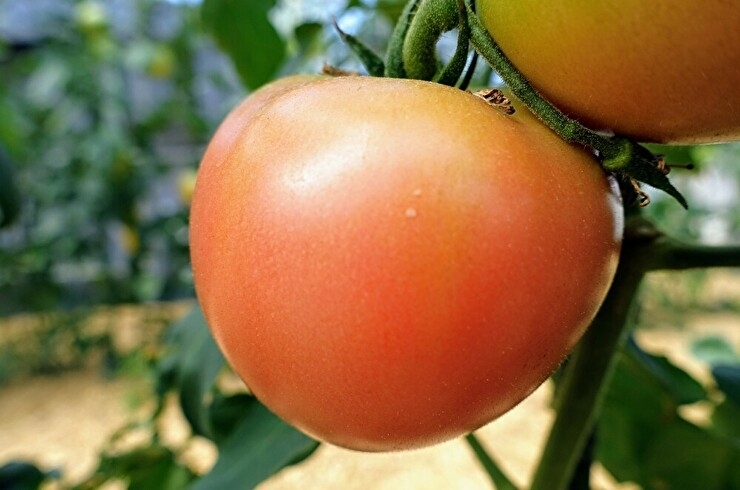 「農家の店 くりちゃん」自家農場で採れたこだわりトマトが自慢！　鴻巣市内の農産物直売所