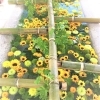 花手水 はなちょうず ｉｎ 住吉神社 有限会社 小樽フラワーのニュース まいぷれ 小樽市