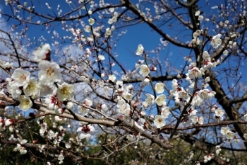 入園して少し歩くとふわぁ～っと梅のいい香り！姿も香りも美しい梅の花。すごくぜいたくな気分！