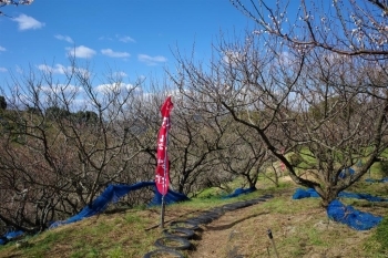 コンクリートで舗装されていない、梅の木と木の間を歩く道。香りが特に濃厚です。